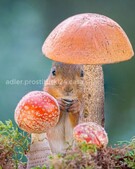 Анкета проститутки Зита - метро Северное Медведково, возраст - 34